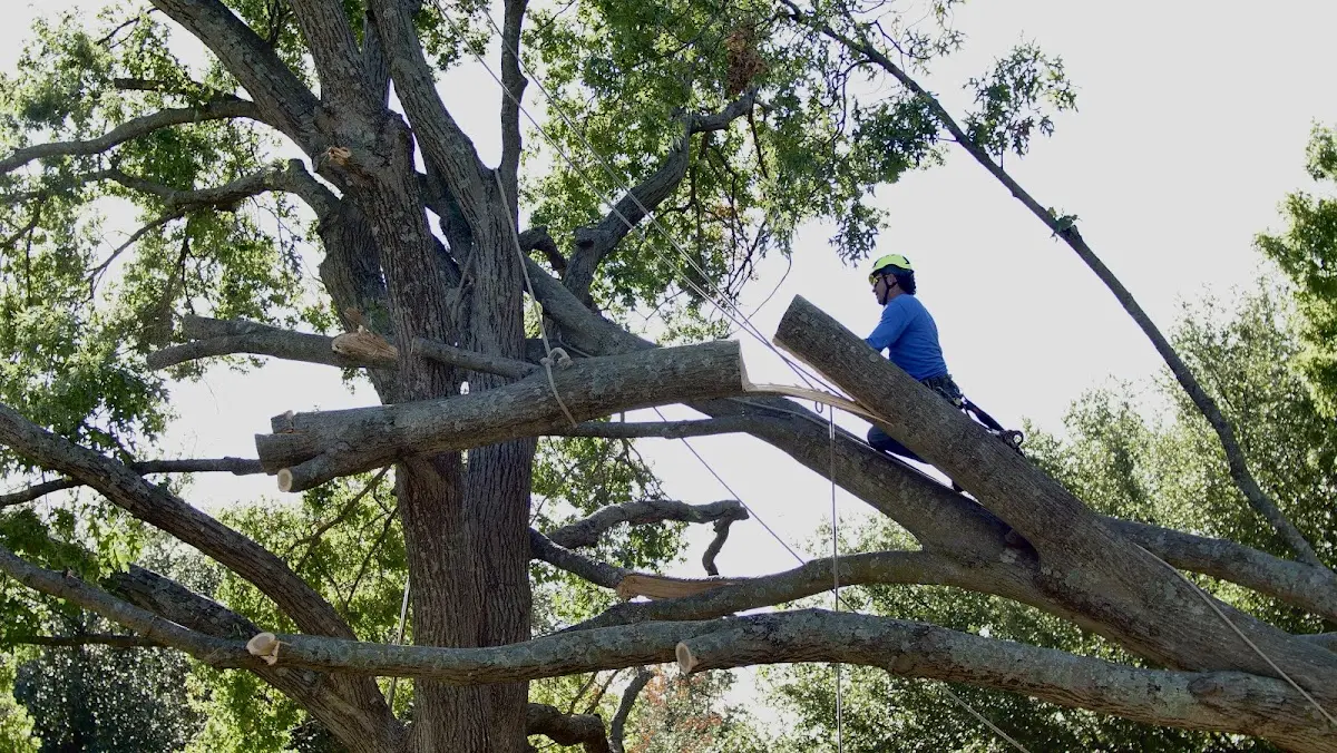 Professional Crown Thinning performed by certified arborists in Wolf Lake