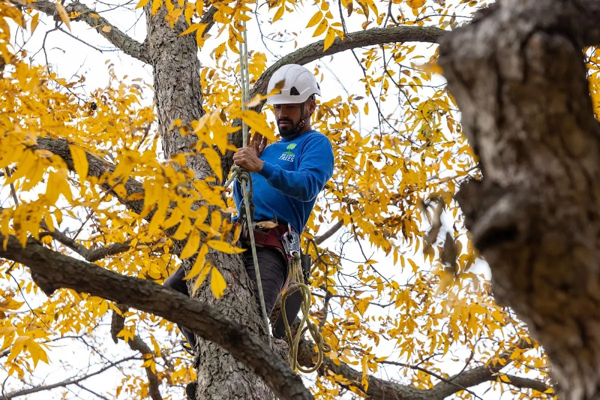 Skilled Tree Transplanting crew working in Wolf Lake
