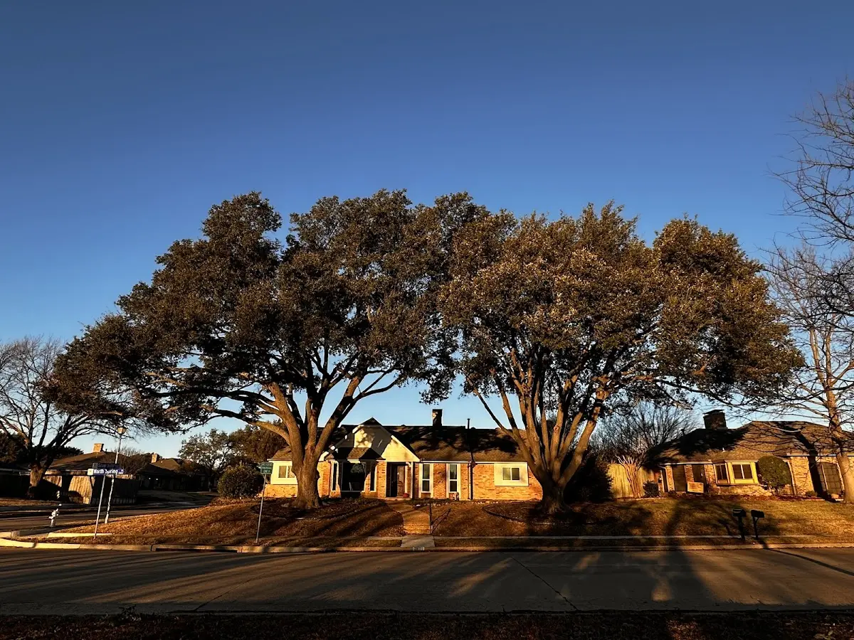 Established residential canopy tree shading a home in Wolf Lake